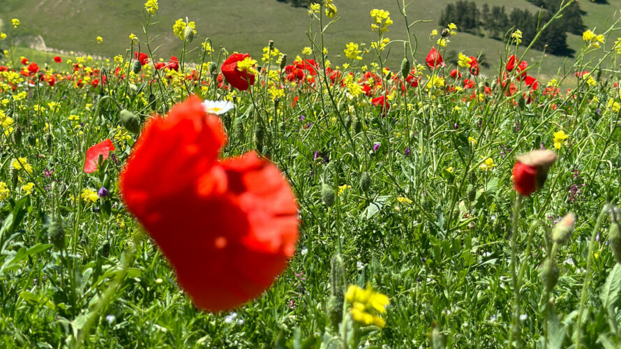 FIORITURA DI CASTELLUCCIO DI NORCIA: CONSIGLI E MINIGUIDA