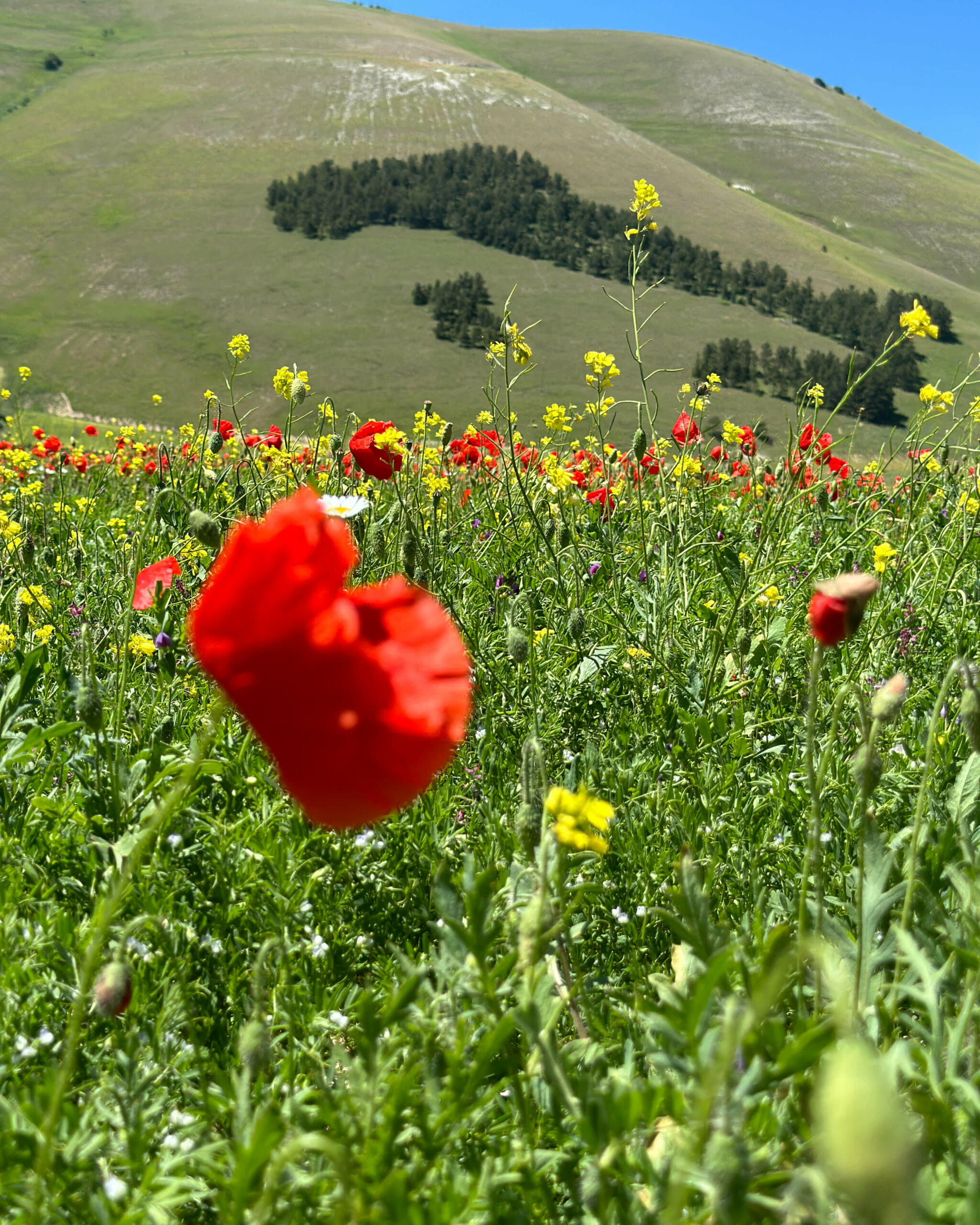 Castelluccio di Norcia