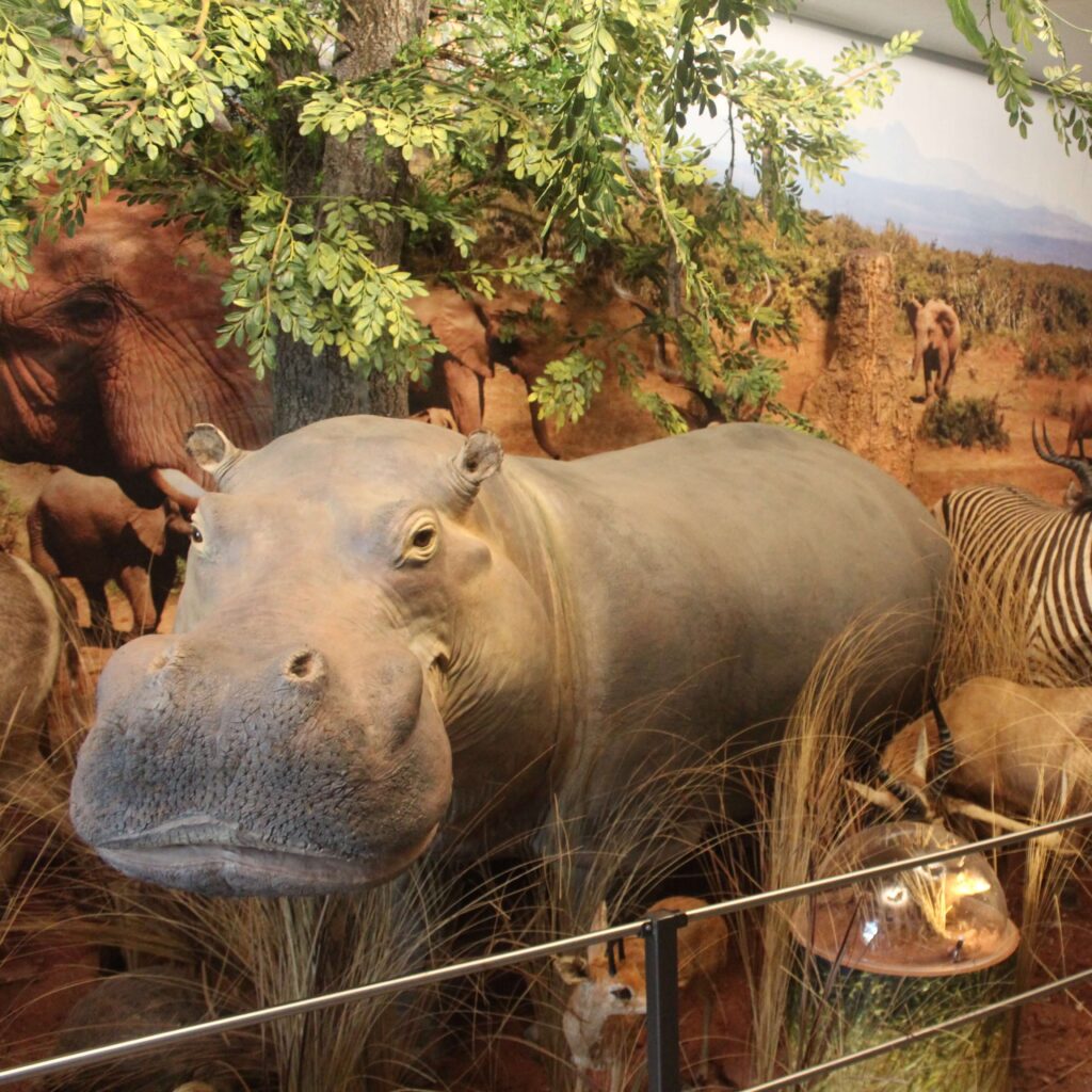 Museo Archeologico e Zoologico a Capannoli